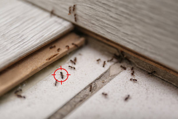 Professional Pest Control in Sewaren, NJ