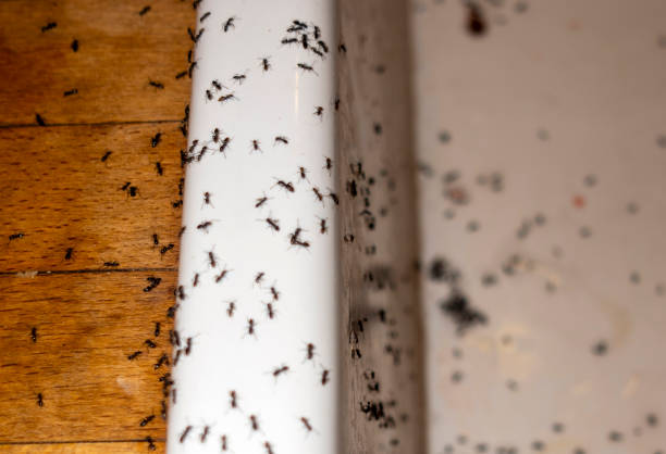 Best Affordable Pest Control Services  in Sewaren, NJ