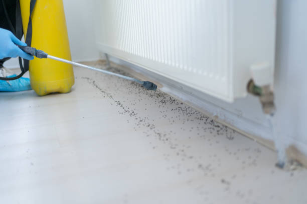 Best Spider Control Near Me  in Sewaren, NJ